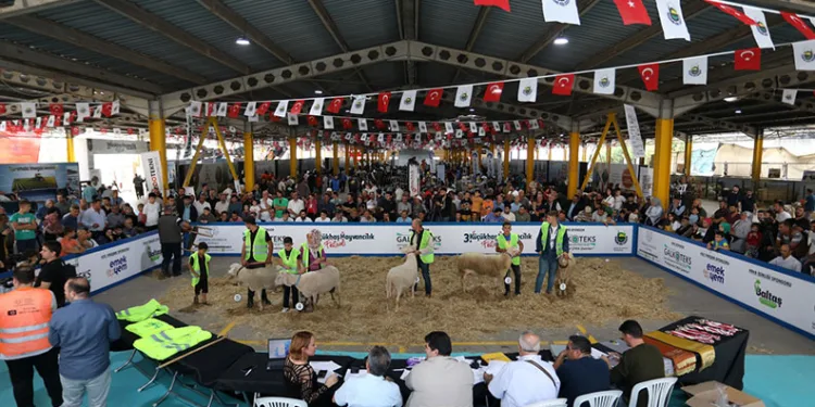 Küçükbaş Hayvancılık Festivali için geri sayım başladı