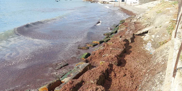 Marmara Denizi’nde kızıl yosun alarmı