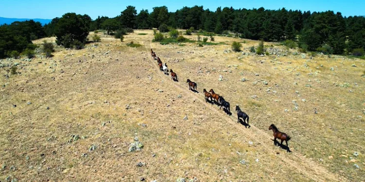 Yaylaların özgür ruhları yılkı atlarının görsel şöleni