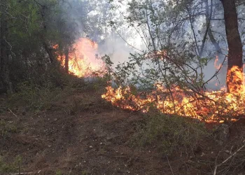 Samsun’da ormanlık alanda yangın