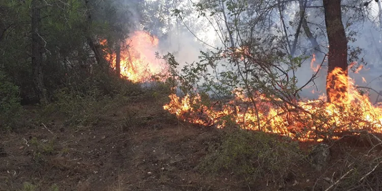 Samsun’da ormanlık alanda yangın