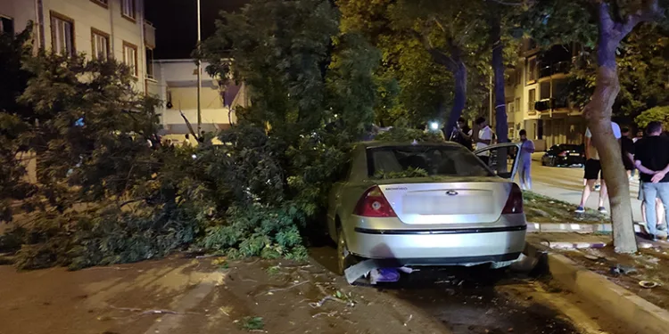 Direksiyon hakimiyetini kaybetti, ağaca çarptı