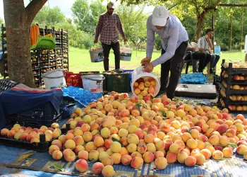 Çarşamba Ovası’nda şeftali hasadı