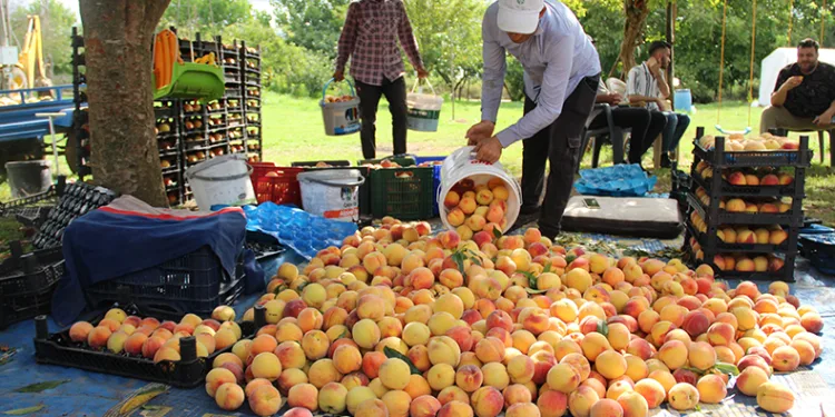 Çarşamba Ovası’nda şeftali hasadı