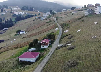Trabzon’da yaylacıların çayır biçme telaşı