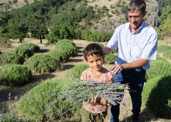6 yıldır geçimini lavantadan sağlıyor