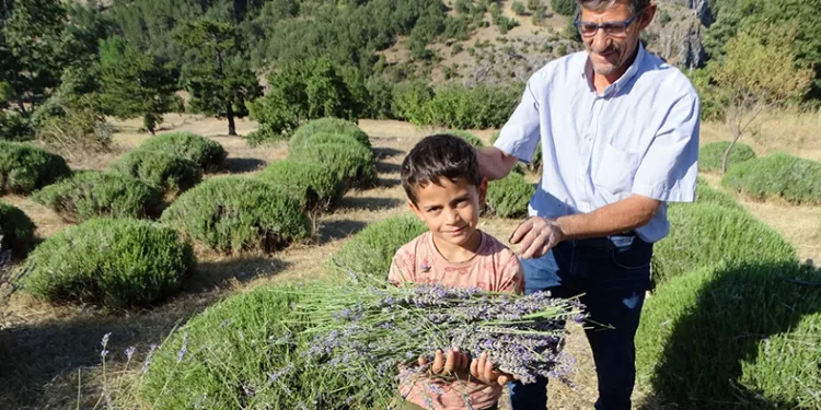 6 yıldır geçimini lavantadan sağlıyor