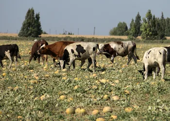 Toplanmayan binlerce kavun hayvanlara yem oldu