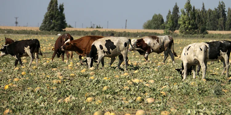 Toplanmayan binlerce kavun hayvanlara yem oldu
