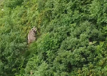 Rize’de yaylada koşturan boz ayı drone ile görüntülendi