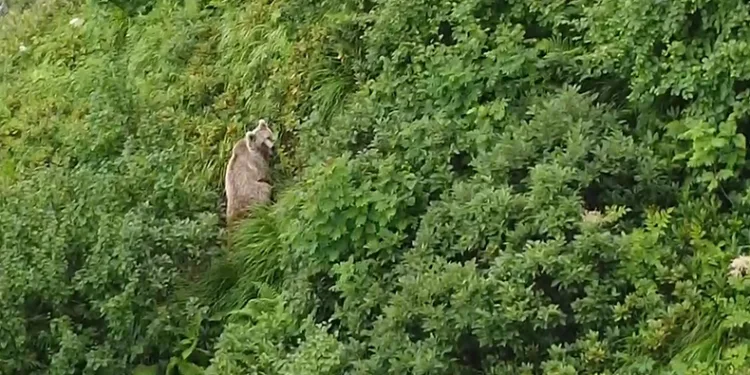 Rize’de yaylada koşturan boz ayı drone ile görüntülendi