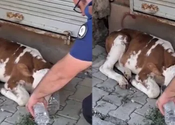 Minik buzağıya polisten şefkat eli