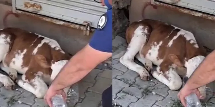 Minik buzağıya polisten şefkat eli