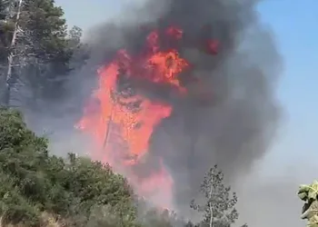 Hatay’da orman yangını