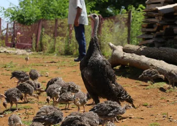 Hindi yetiştiriciliği gelir kapısı oldu