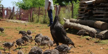 Hindi yetiştiriciliği gelir kapısı oldu