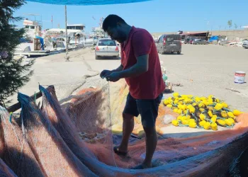 Balıkçılar yeni sezonda palamuttan umutlu