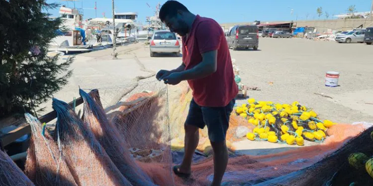 Balıkçılar yeni sezonda palamuttan umutlu