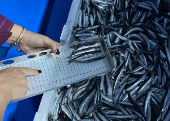 Hamsi avcılığına kota getirildi