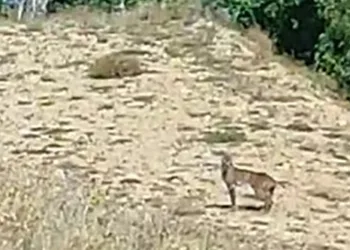 Doğanın özel avcısı ‘Vaşak’ Tunceli’de görüntülendi