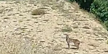 Doğanın özel avcısı ‘Vaşak’ Tunceli’de görüntülendi