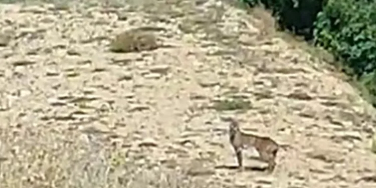 Doğanın özel avcısı ‘Vaşak’ Tunceli’de görüntülendi