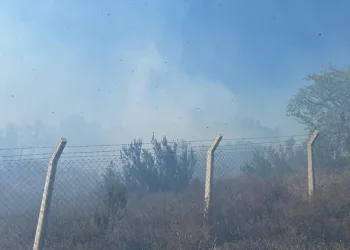 Yalova’da çıkan yangın büyümeden söndürüldü