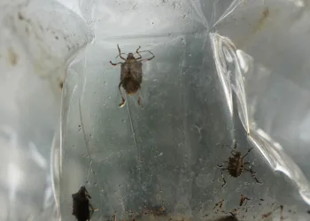 Çiftçinin baş belası kahverengi kokarca