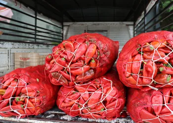 Adana’da salçalık biber telaşı başladı