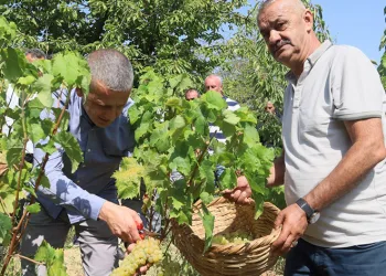 Lezzetiyle meşhur üzümlerin hasadına başlandı