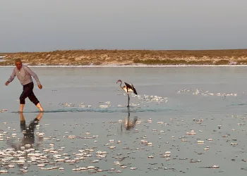 Sürüsüyle uçarken çiftliğe düşen yavru flamingo Tuz Gölü’ne bırakıldı