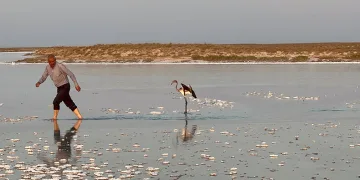 Sürüsüyle uçarken çiftliğe düşen yavru flamingo Tuz Gölü’ne bırakıldı