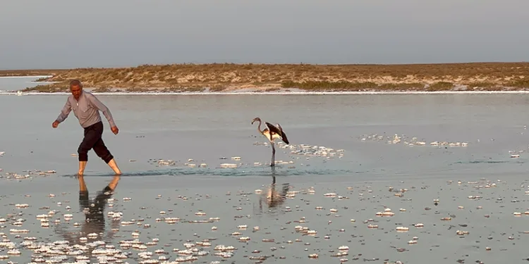 Sürüsüyle uçarken çiftliğe düşen yavru flamingo Tuz Gölü’ne bırakıldı