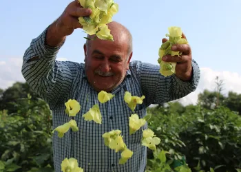 Amasya’nın ‘tescilli sarı altını’ çiçek bamyası altından daha kolay satılıyor