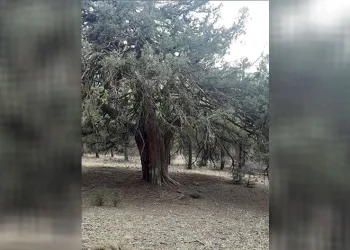700 yıllık ardıç ağacı keşfedildi