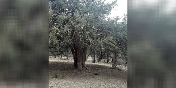 700 yıllık ardıç ağacı keşfedildi