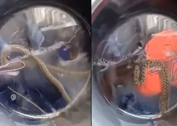 Çamaşır makinesinden yılan çıktı