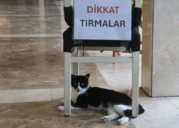 Adana’nın asabi kedisi ‘Kızım’ psikopat çıktı
