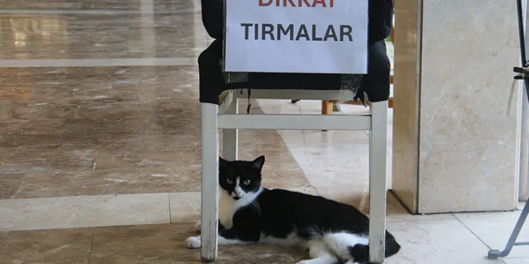 Adana’nın asabi kedisi ‘Kızım’ psikopat çıktı