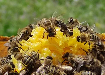 Ardahan’da bal sağımı devam ediyor