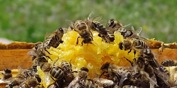 Ardahan’da bal sağımı devam ediyor