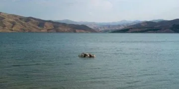 Sürüden ayrılan inek suda telef oldu