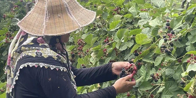 Ahududu ve böğürtlenler gelir kapısı oldu