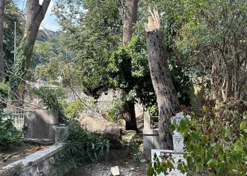 Sarıyer’de çürüyen ağaç gövdesinden koparak mezarlığa devrildi
