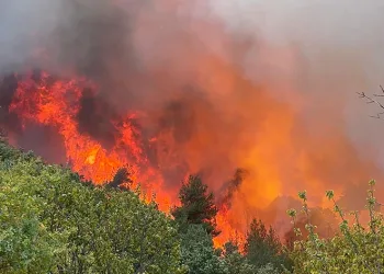 Bursa’da 30 hektar alan küle döndü