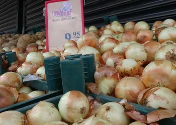 Soğanda hasat başladı