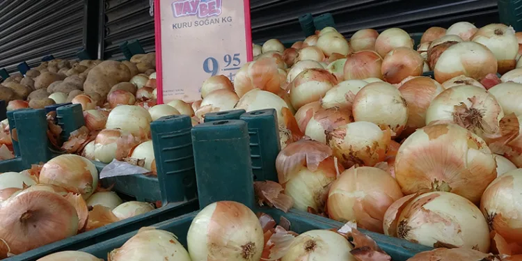 Soğanda hasat başladı
