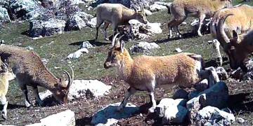 Yaban keçisi sürüsü fotokapanla görüntülendi
