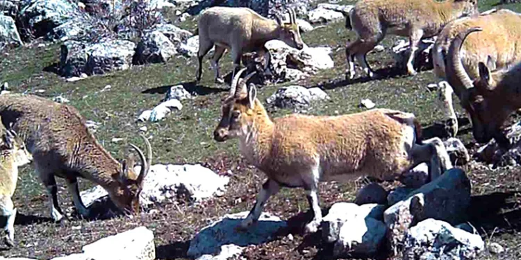 Yaban keçisi sürüsü fotokapanla görüntülendi