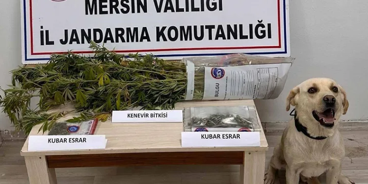 Mersin’de uyuşturucu operasyonları
